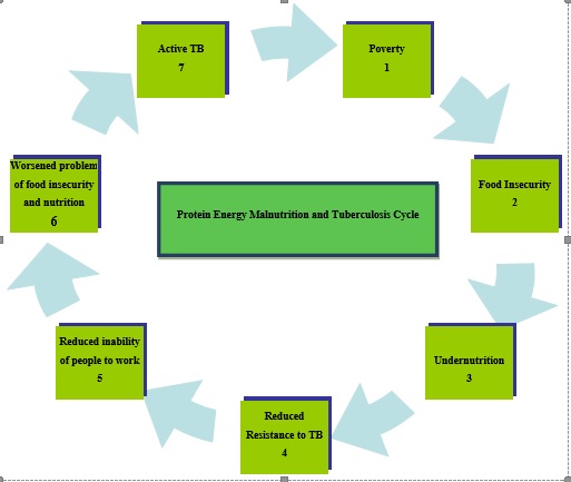 Showing the cycle relationship between Protein Energy Malnutrition and Tuberculosis