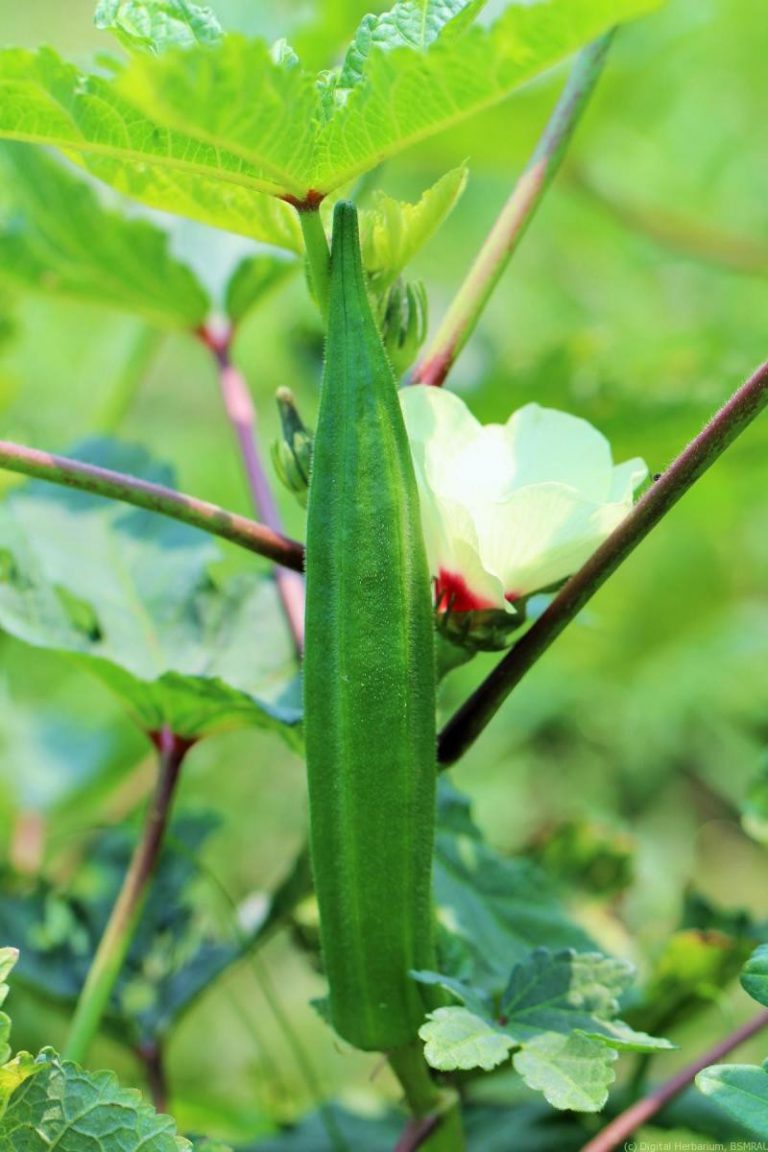 Okra Mucilage Potential Role in Drug Delivery research journal