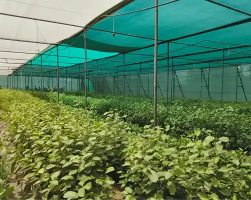 Horticulture and Protected Cultivation Units

