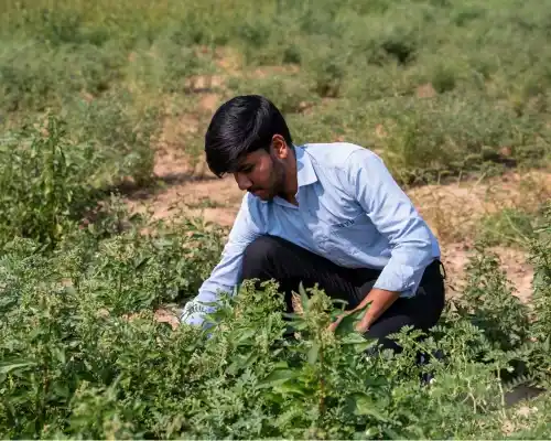 M.Sc. (Horticulture)